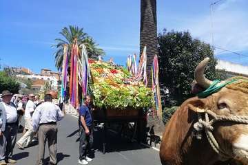 Romería ofrenda a la Virgen del Pino (Foto TA y Antonio Alí)